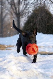 Healthy Dog, Happy Family Image